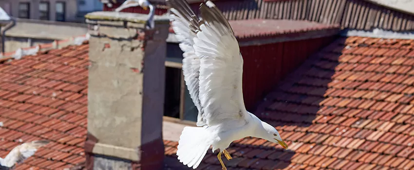 Residential Chimney Animal Removal Solution in Oakdale, CA