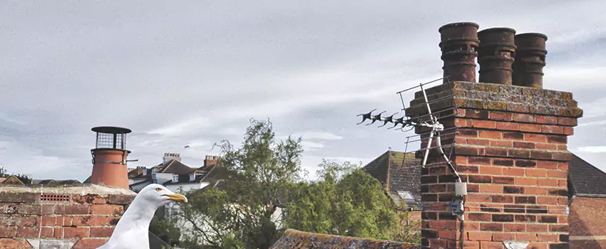 Chimney Cleaning And Restoration in Oakdale, California